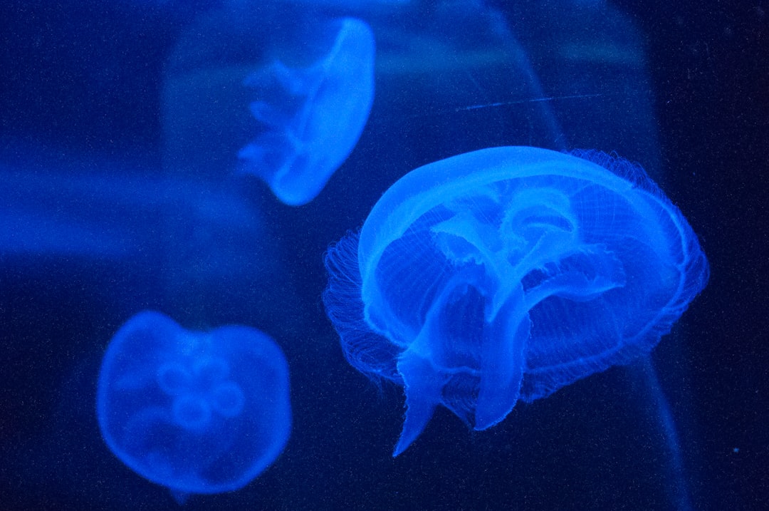 Przestrzenie neuroplastyczne edukacyjne: klucz do rozwoju mózgu 1 Przestrzenie neuroplastyczne edukacyjne: klucz do rozwoju mózgu